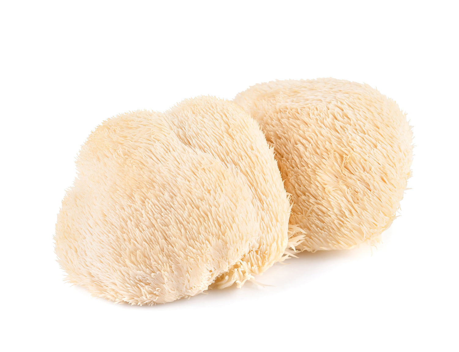 Lions Mane Mushroom