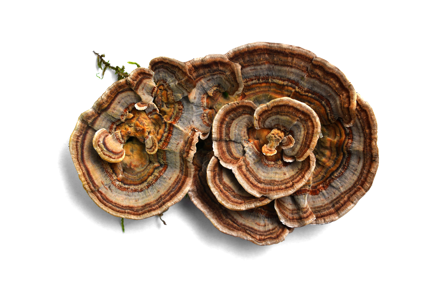 Turkey Tail Mushroom Extract